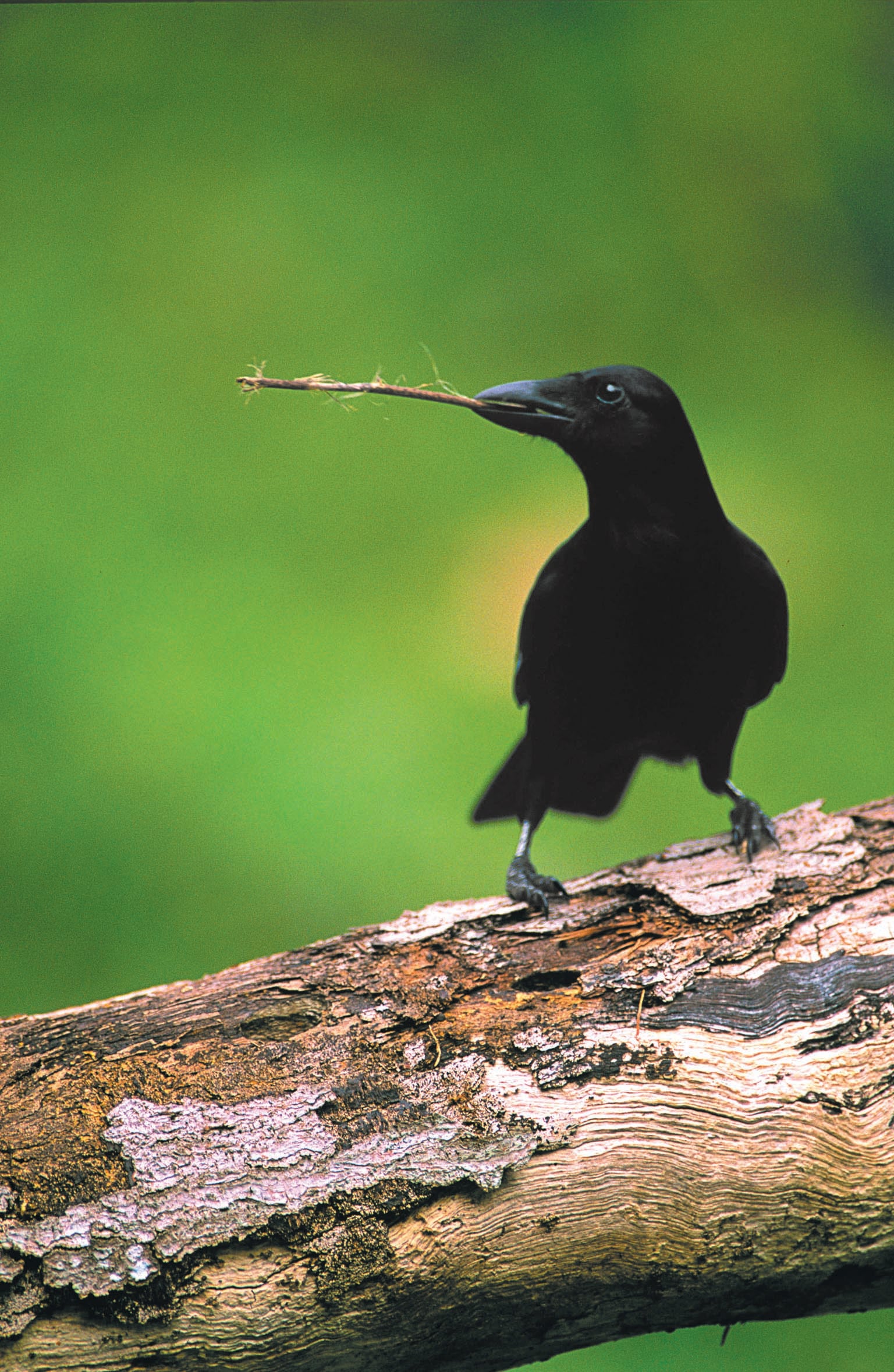 Black bird standing on a log holding stick in beak, with green background.