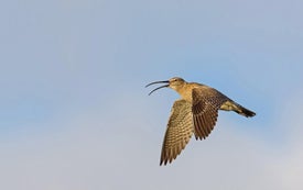 Extreme Birding Competition Is a Cutthroat Test of Skill, Strategy and Endurance