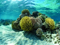 Will Probiotics Save Corals or Harm Them?