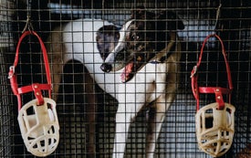 How Greyhound Racing Drove the Evolution of a Superparasite