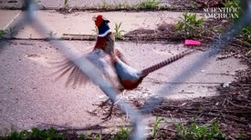 Detroit Has a Large Population of Ring-Necked Pheasants, and They Are Striking