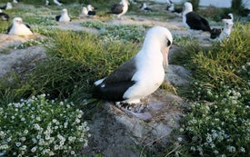 What Scientists Have Learned from 100 Years of Bird Banding