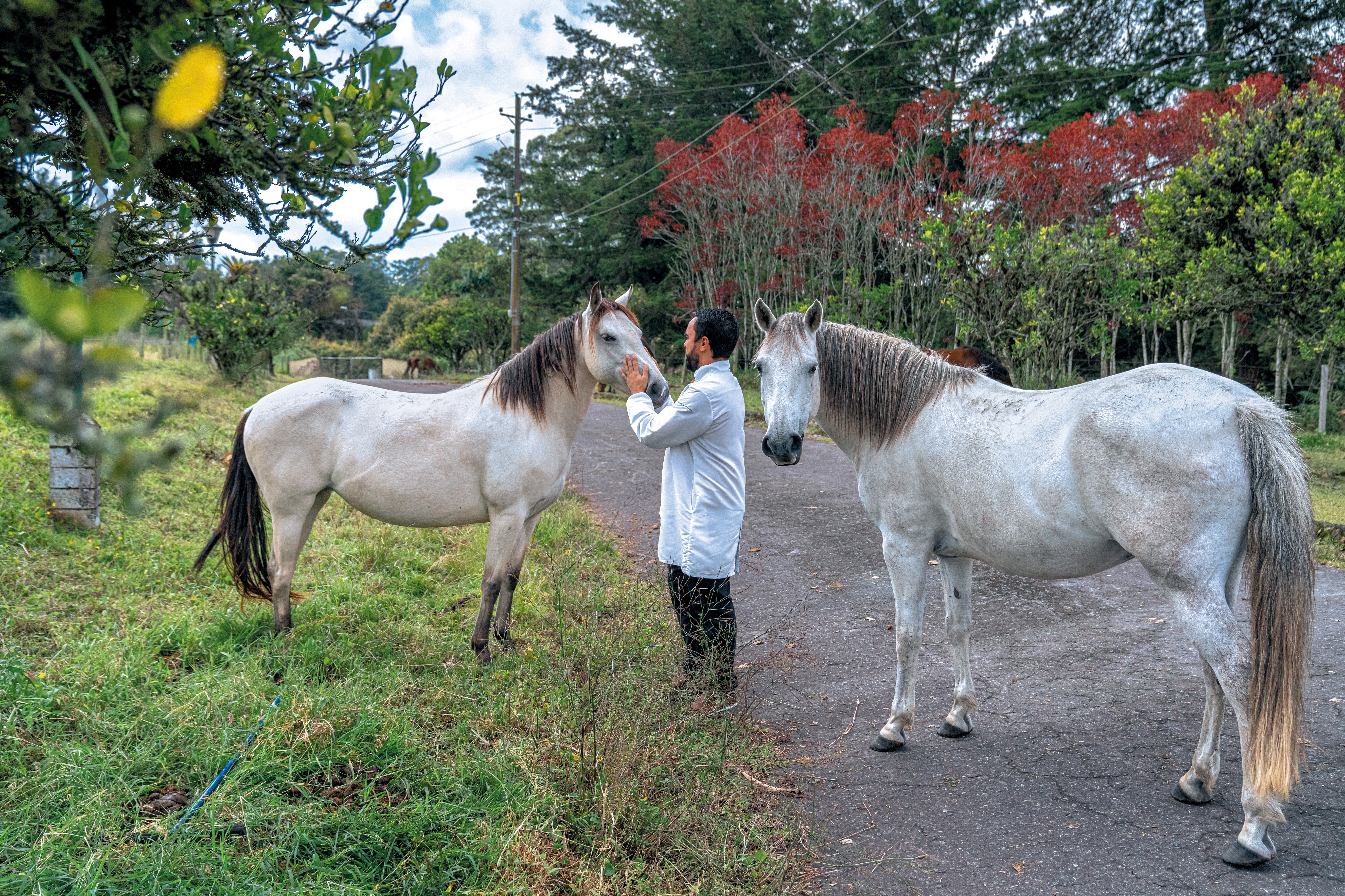 Sebastin Estrada-Gmez greets a horse outside.